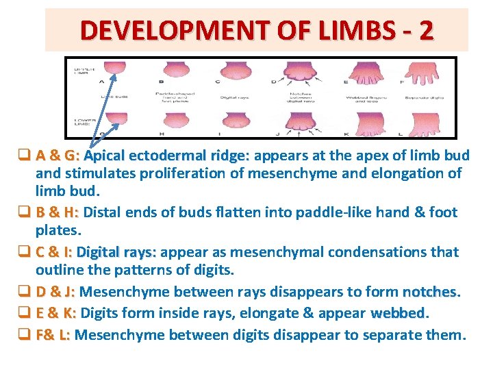 DEVELOPMENT OF LIMBS - 2 q A & G: Apical ectodermal ridge: appears at