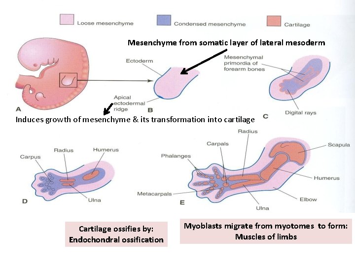 Mesenchyme from somatic layer of lateral mesoderm Induces growth of mesenchyme & its transformation