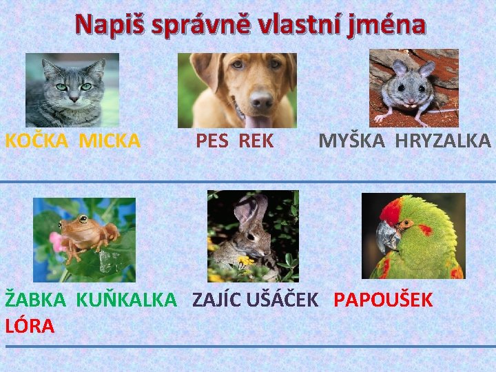 Napiš správně vlastní jména KOČKA MICKA PES REK MYŠKA HRYZALKA ŽABKA KUŇKALKA ZAJÍC UŠÁČEK