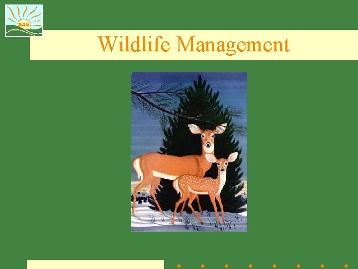 Wildlife Management 
