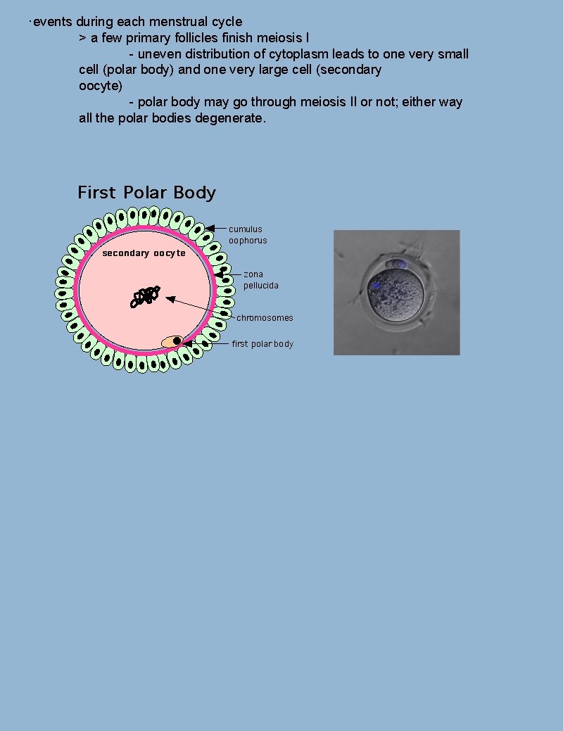 ·events during each menstrual cycle > a few primary follicles finish meiosis I -