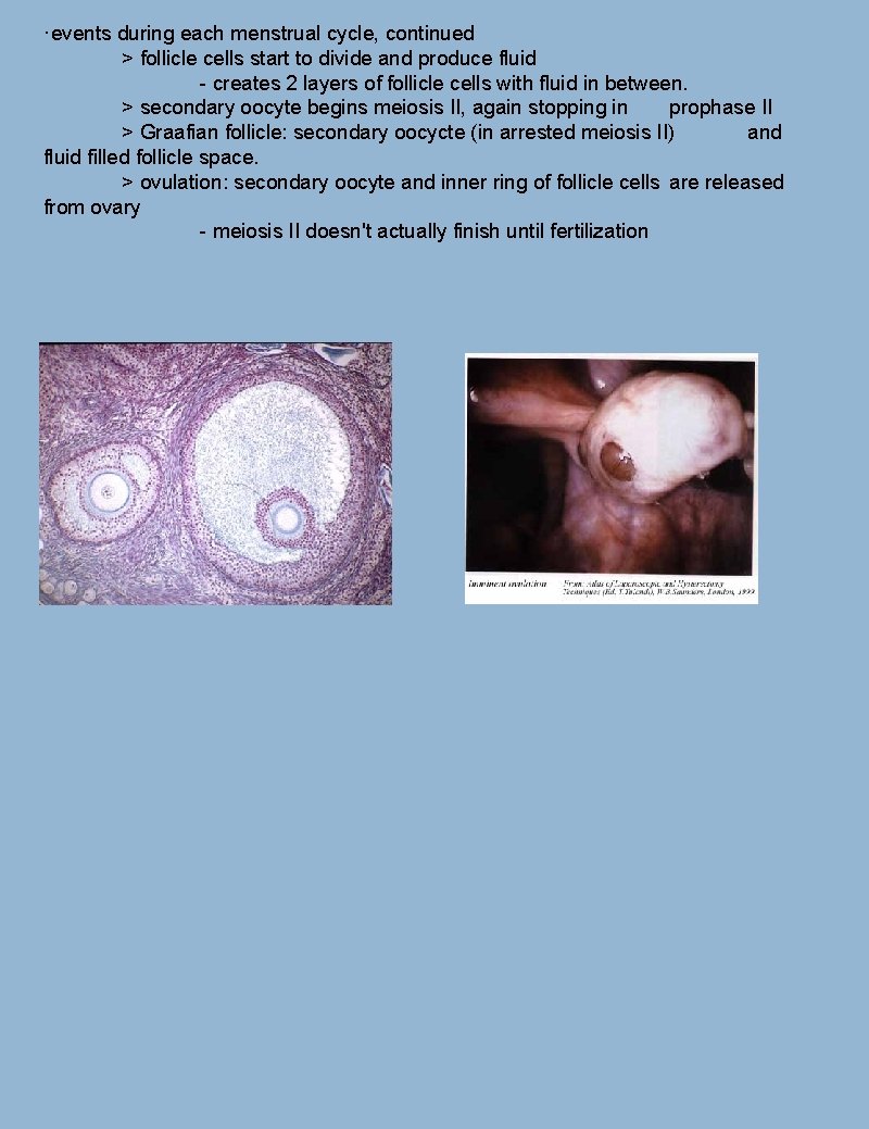 ·events during each menstrual cycle, continued > follicle cells start to divide and produce