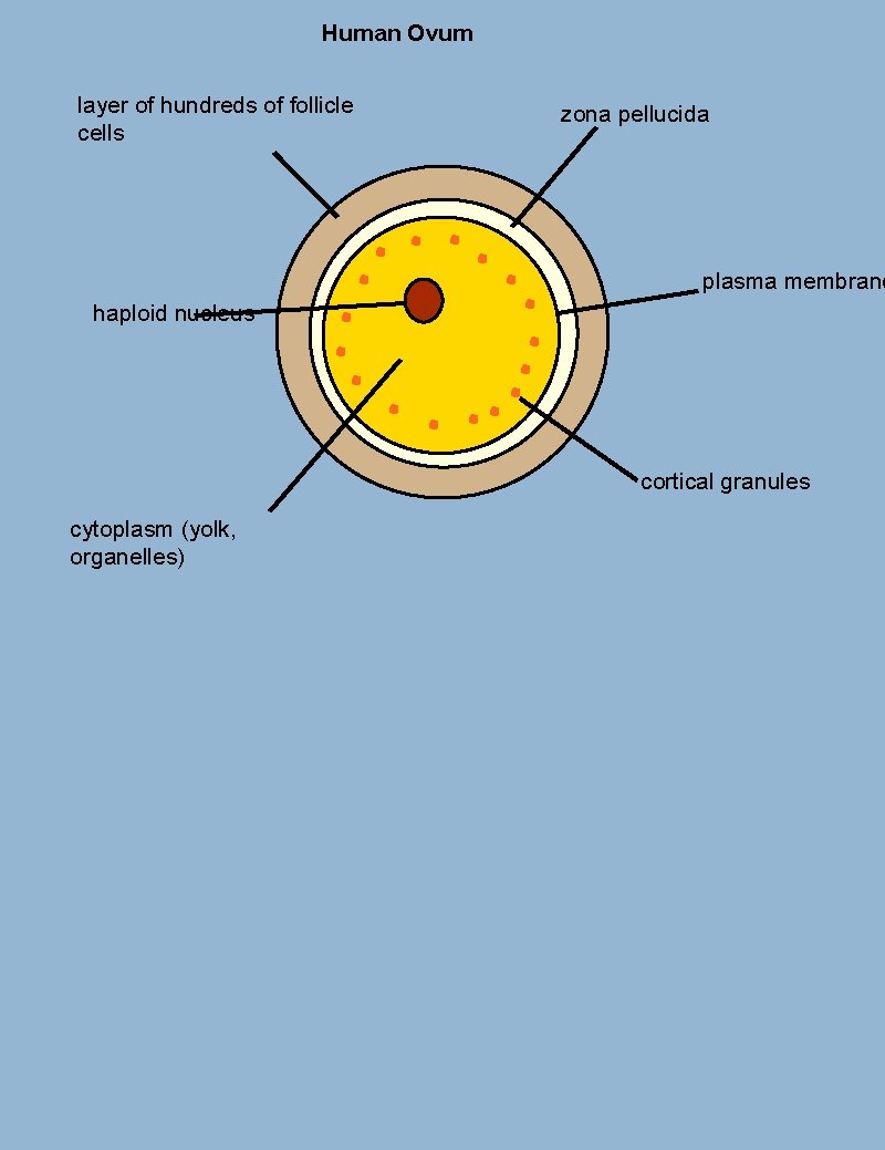 Human Ovum layer of hundreds of follicle cells zona pellucida plasma membrane haploid nucleus
