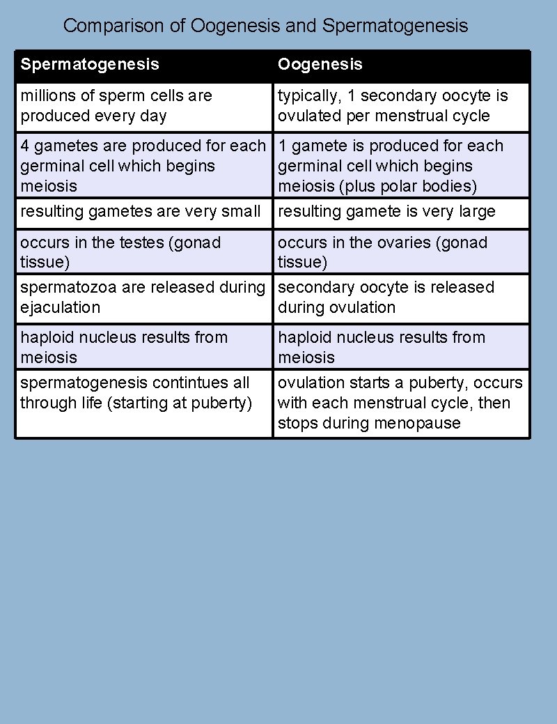 Comparison of Oogenesis and Spermatogenesis Oogenesis millions of sperm cells are produced every day