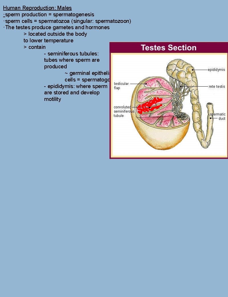 Human Reproduction: Males ·sperm production = spermatogenesis ·sperm cells = spermatozoa (singular: spermatozoon) ·The