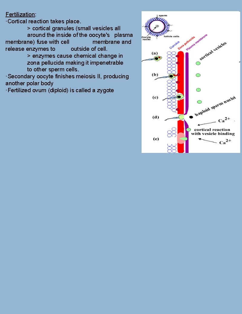 Fertilization: ·Cortical reaction takes place. > cortical granules (small vesicles all around the inside