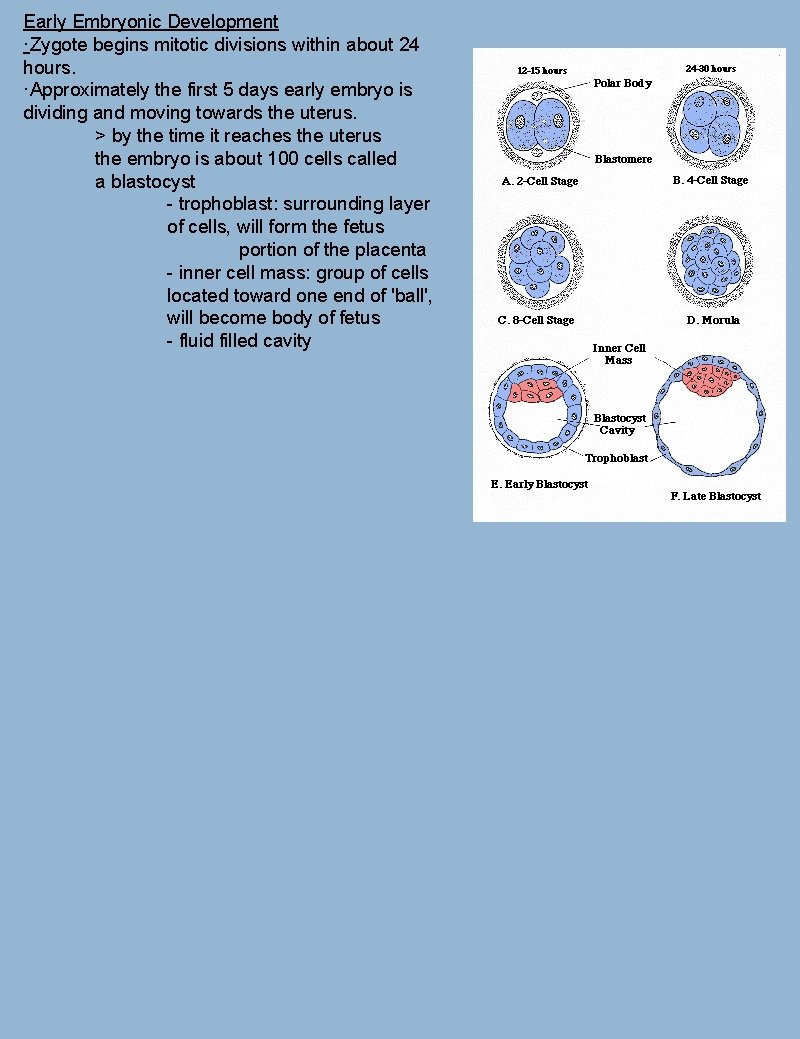 Early Embryonic Development ·Zygote begins mitotic divisions within about 24 hours. ·Approximately the first