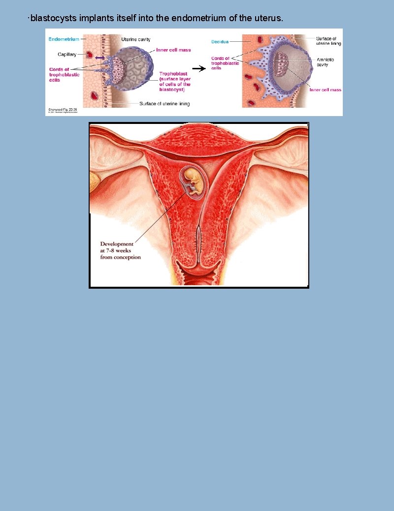 ·blastocysts implants itself into the endometrium of the uterus. 