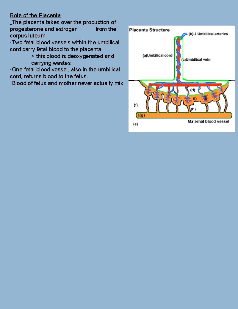 Role of the Placenta ·The placenta takes over the production of progesterone and estrogen