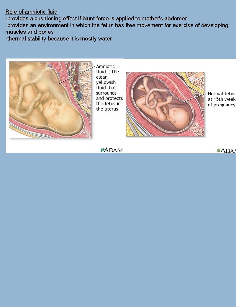 Role of amniotic fluid ·provides a cushioning effect if blunt force is applied to