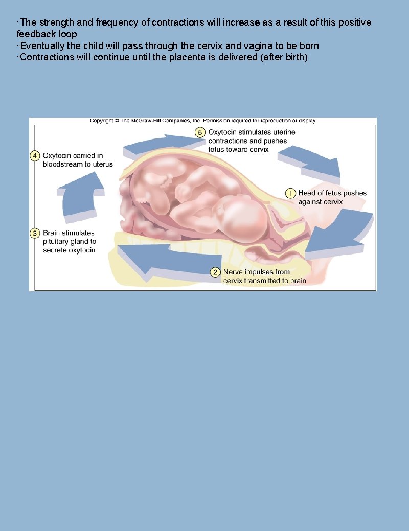 ·The strength and frequency of contractions will increase as a result of this positive