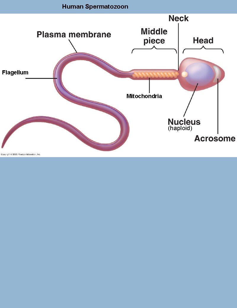 Human Spermatozoon Flagellum Mitochondria (haploid) 