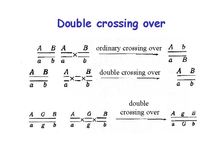 Double crossing over ordinary crossing over double crossing over 