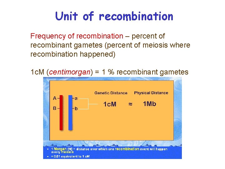 Unit of recombination Frequency of recombination – percent of recombinant gametes (percent of meiosis