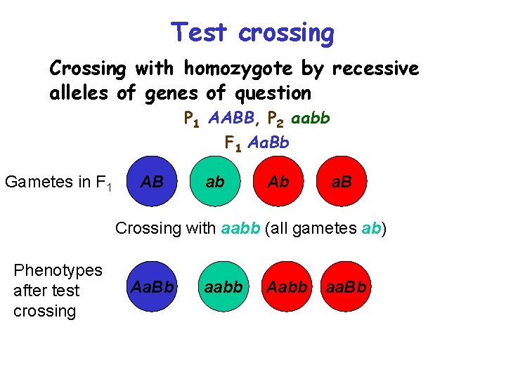 Test crossing Crossing with homozygote by recessive alleles of genes of question P 1