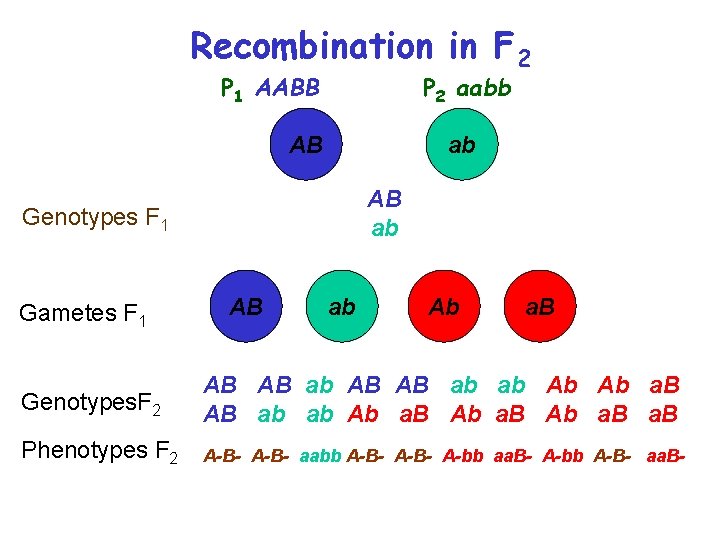 Recombination in F 2 P 1 AABB P 2 aabb AB ab Genotypes F