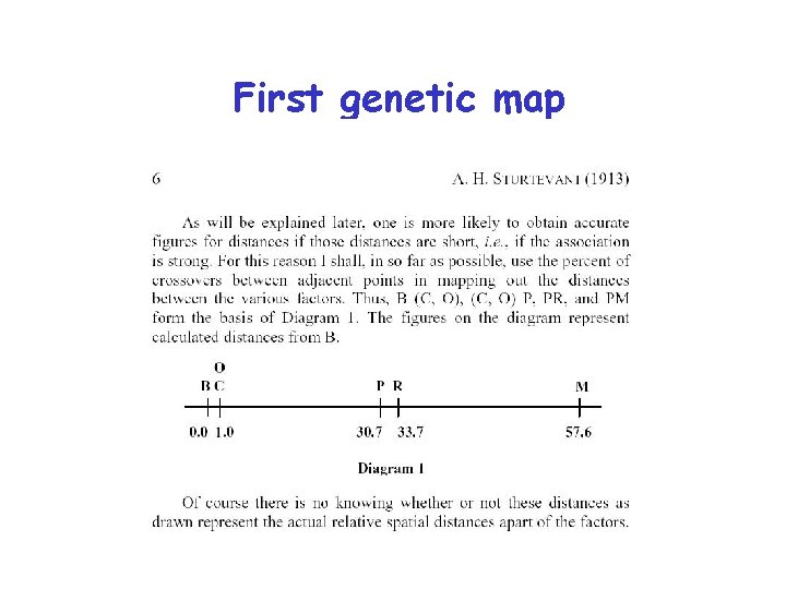 First genetic map 