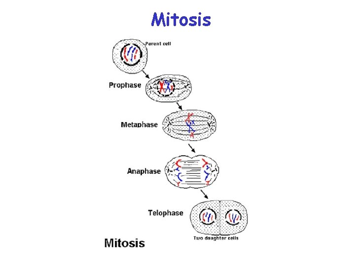 Mitosis 