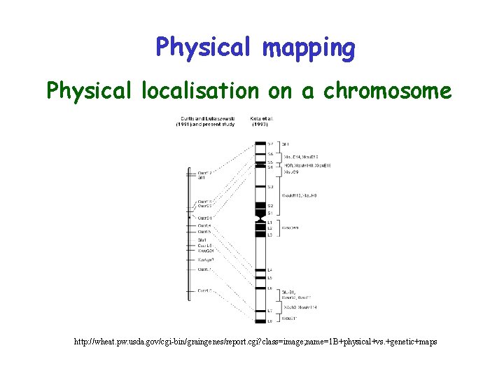 Physical mapping Physical localisation on a chromosome http: //wheat. pw. usda. gov/cgi-bin/graingenes/report. cgi? class=image;