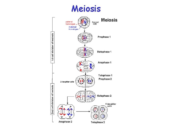 Meiosis 