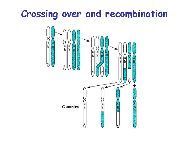 Crossing over and recombination 