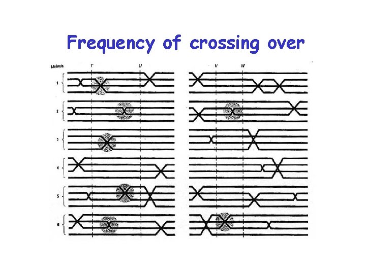 Frequency of crossing over 