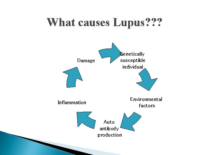 What causes Lupus? ? ? Damage Genetically susceptible individual Environmental factors Inflammation Auto antibody