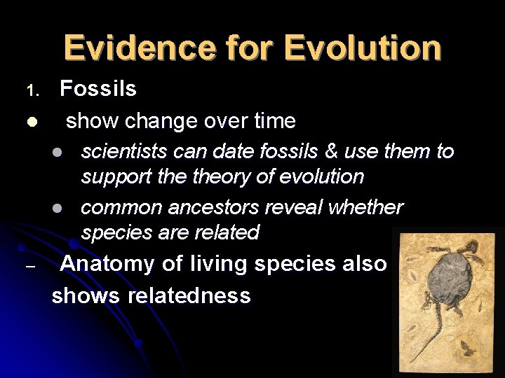 Evidence for Evolution 1. l Fossils show change over time l l – scientists