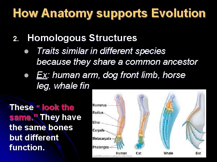 How Anatomy supports Evolution 2. Homologous Structures l l Traits similar in different species