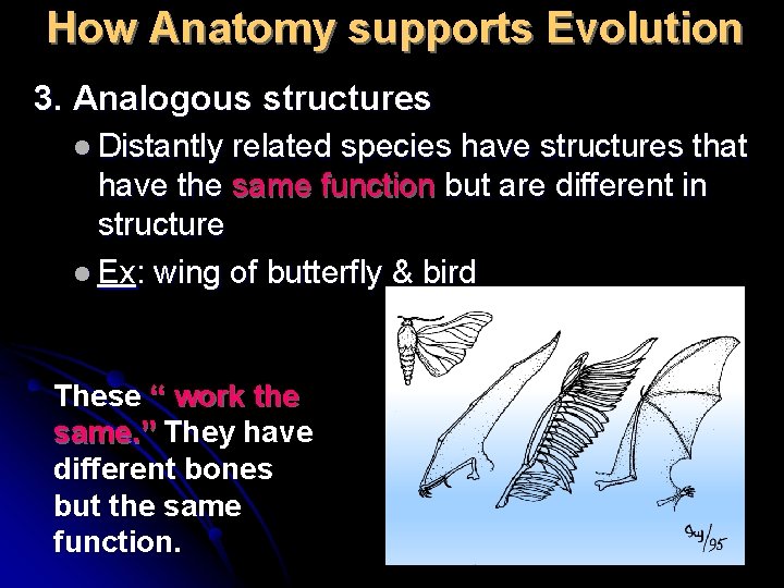How Anatomy supports Evolution 3. Analogous structures l Distantly related species have structures that