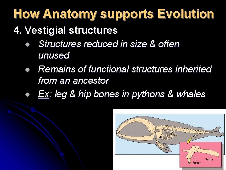 How Anatomy supports Evolution 4. Vestigial structures l l l Structures reduced in size