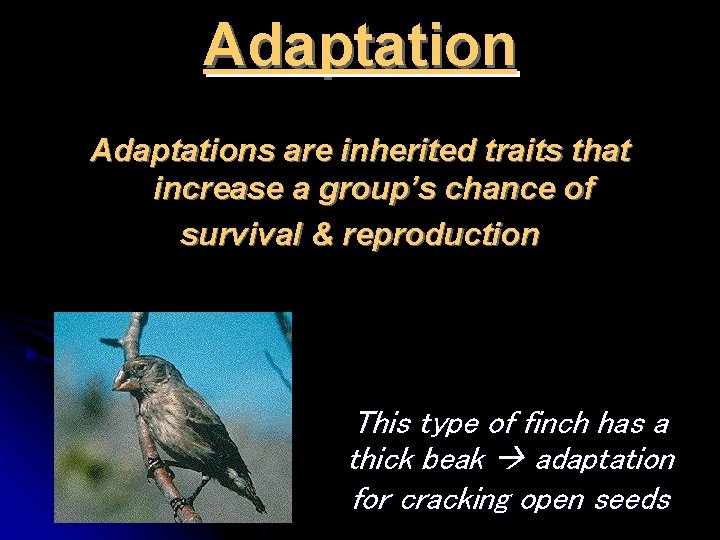 Adaptations are inherited traits that increase a group’s chance of survival & reproduction This