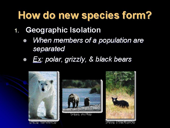 How do new species form? 1. Geographic Isolation l l When members of a