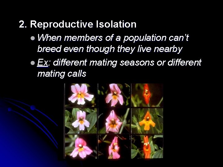 2. Reproductive Isolation l When members of a population can’t breed even though they