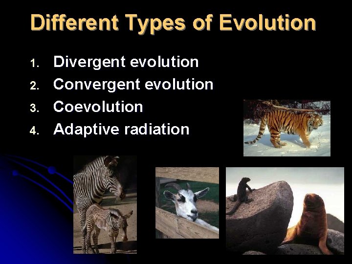 Different Types of Evolution 1. 2. 3. 4. Divergent evolution Convergent evolution Coevolution Adaptive