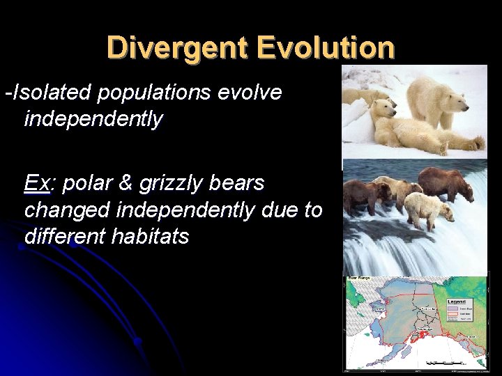 Divergent Evolution -Isolated populations evolve independently Ex: polar & grizzly bears changed independently due