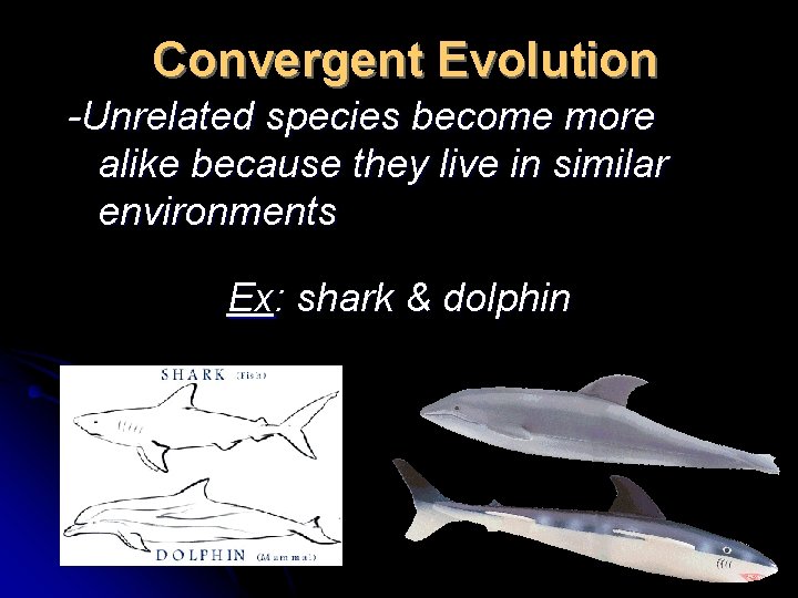 Convergent Evolution -Unrelated species become more alike because they live in similar environments Ex: