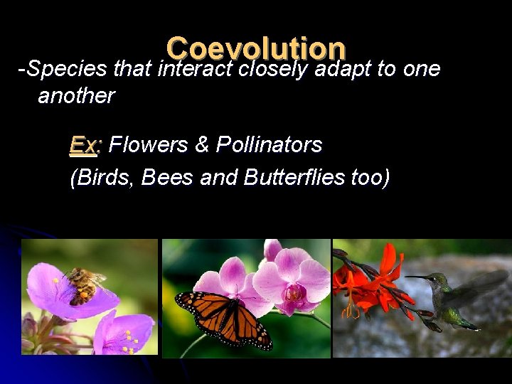 Coevolution -Species that interact closely adapt to one another Ex: Flowers & Pollinators (Birds,