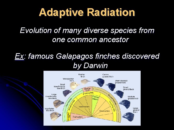 Adaptive Radiation Evolution of many diverse species from one common ancestor Ex: famous Galapagos
