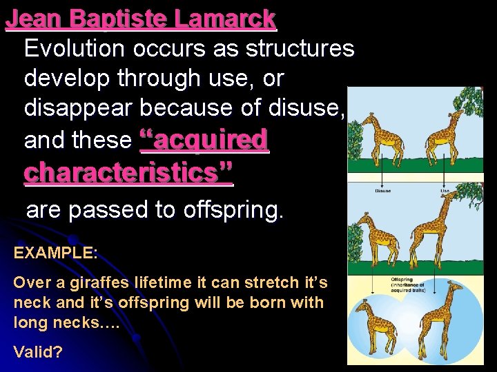Jean Baptiste Lamarck Evolution occurs as structures develop through use, or disappear because of
