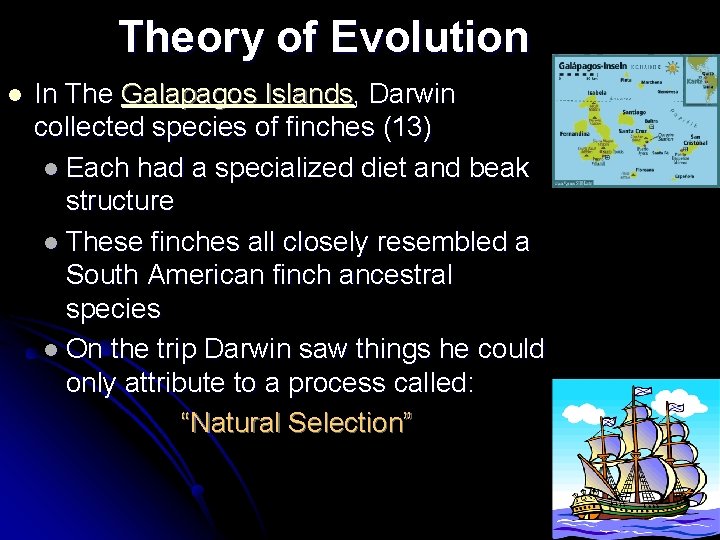 Theory of Evolution l In The Galapagos Islands, Darwin collected species of finches (13)