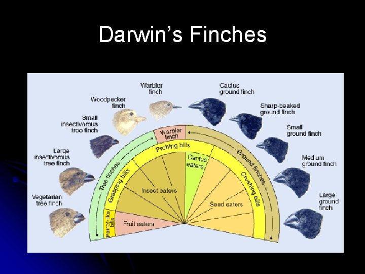 Darwin’s Finches 