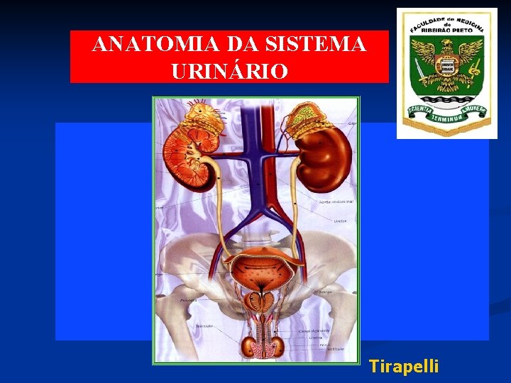 ANATOMIA DA SISTEMA URINÁRIO Tirapelli 