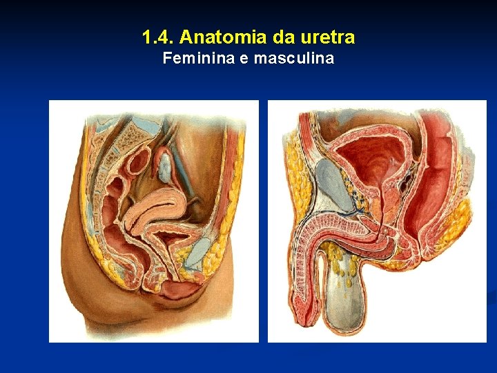 1. 4. Anatomia da uretra Feminina e masculina 