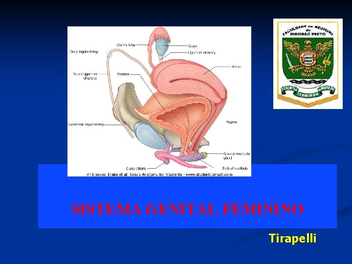 SISTEMA GENITAL FEMININO Tirapelli 