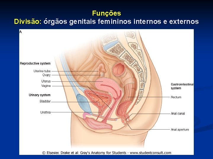 Funções Divisão: órgãos genitais femininos internos e externos 