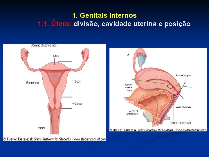 1. Genitais internos 1. 1. Útero: divisão, cavidade uterina e posição 