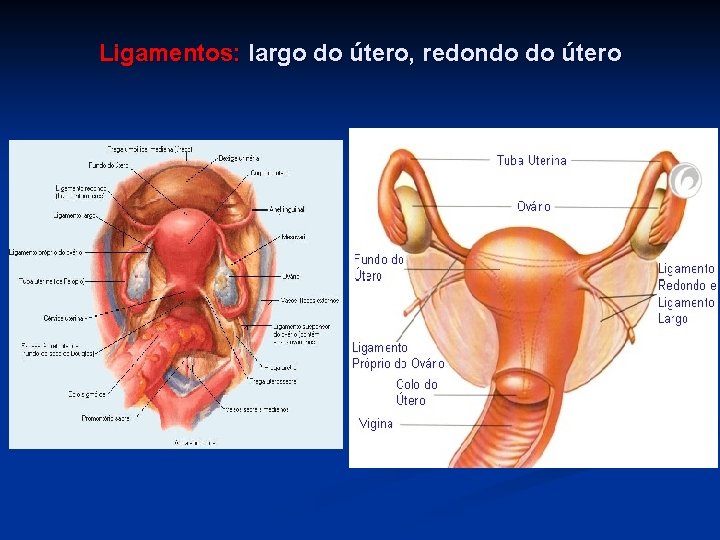 Ligamentos: largo do útero, redondo do útero 