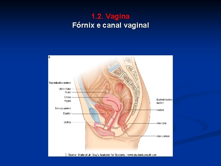 1. 2. Vagina Fórnix e canal vaginal 