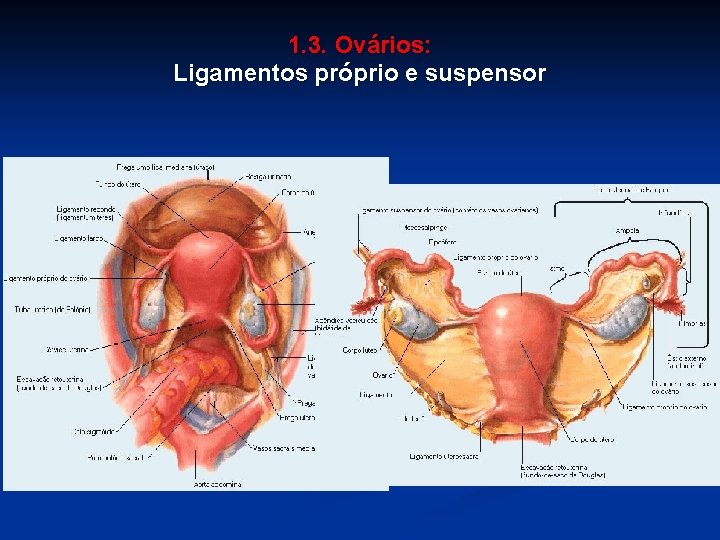 1. 3. Ovários: Ligamentos próprio e suspensor 